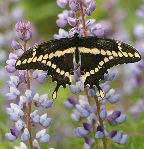 Swallowtail Butterfly Types 3
