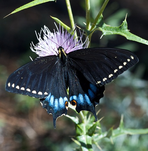 Swallowtail Butterfly Types 4