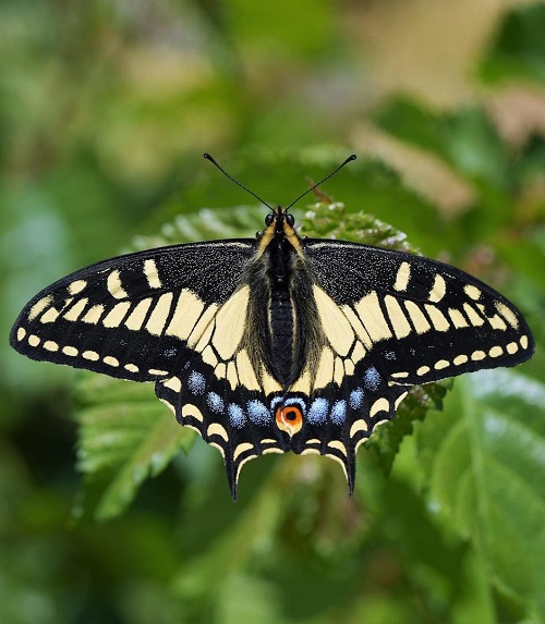 Swallowtail Butterfly Types 6