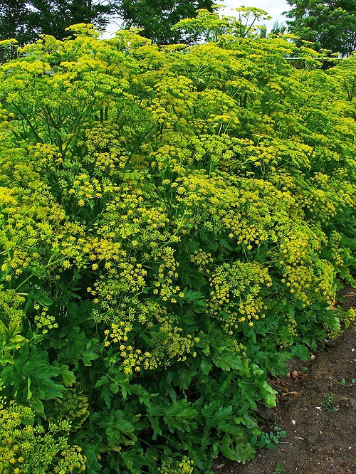 Plants That Look Like Poison Hemlock 5