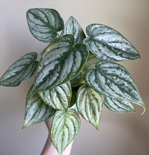 Philodendron Brandi 2