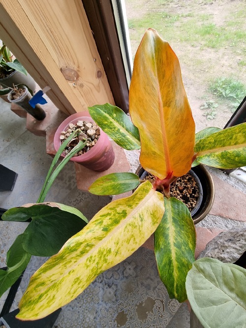 Philodendron Orange Marmalade 1