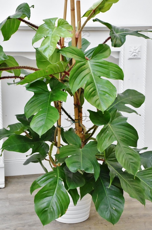 Philodendron Squamiferum 2