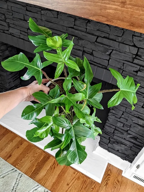 Philodendron Squamiferum 1