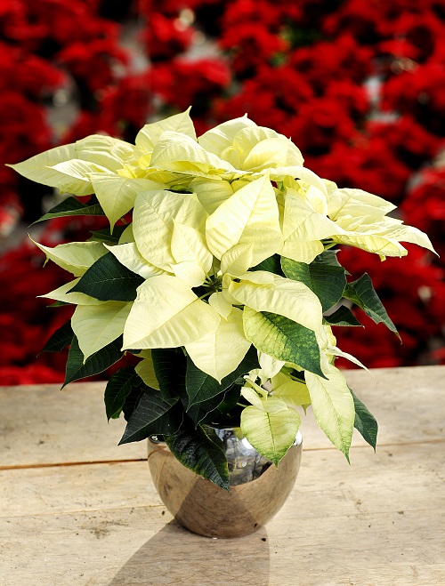 White Poinsettia Varieties 11