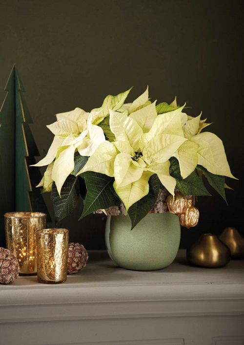 White Poinsettia Varieties 3