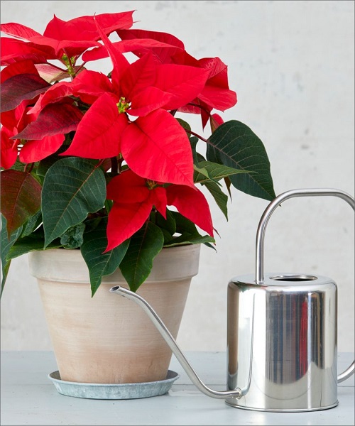 How Often to Water Poinsettias 1