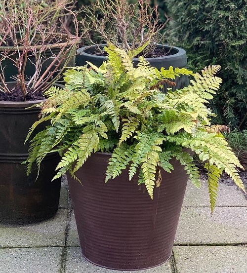 22 Most Beautiful Perennial Ferns | Evergreen Ferns List 3