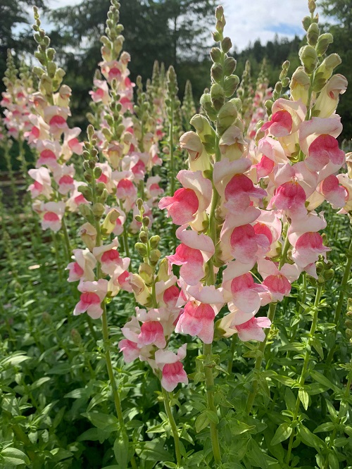 23 Most Beautiful Snapdragon Varieties 10