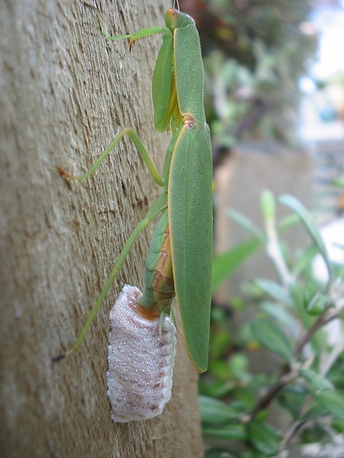 Praying Mantis Egg Sac 1