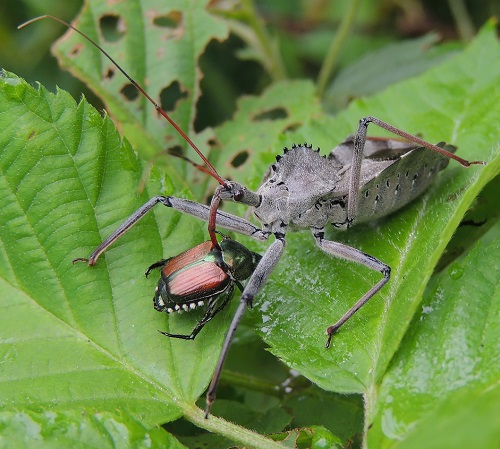 What is a Wheel Bug 2