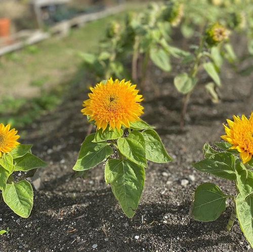 Teddy Bear Sunflowers 2