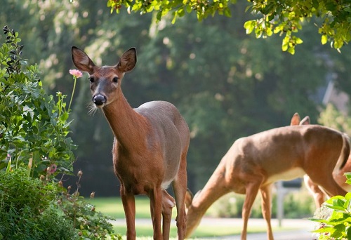 Do Deer Eat Camellias 2