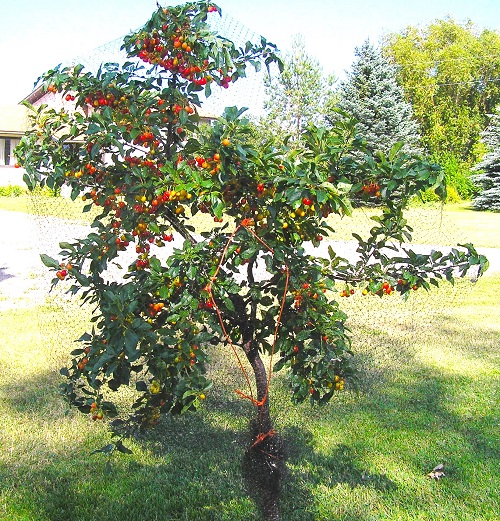 Trees with Red Berries 11