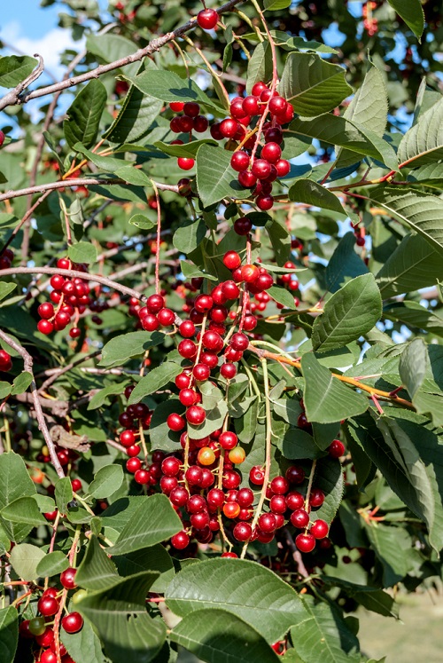 Trees with Red Berries 19