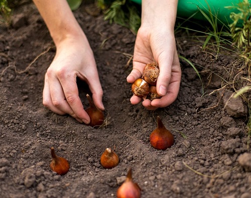 What to Do with Tulips After They Bloom? 3