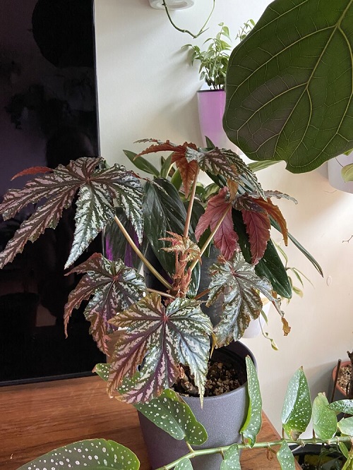 Gryphon Begonia 2