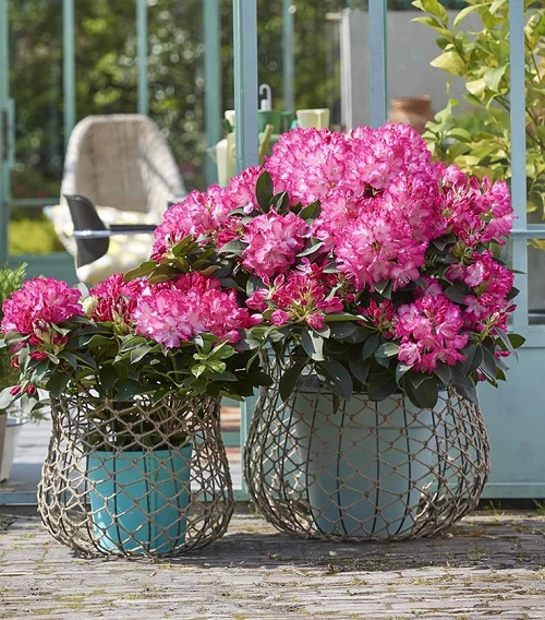 Rhododendron flower with negative meaning