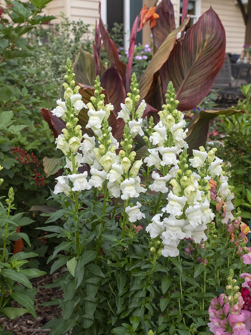 23 Most Beautiful Snapdragon Varieties 11