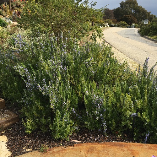 Best Creeping Rosemary Varieties 2