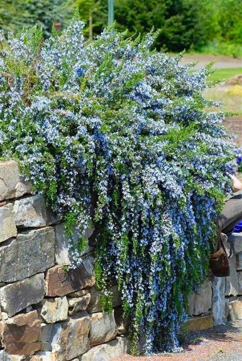 Best Creeping Rosemary Varieties 1