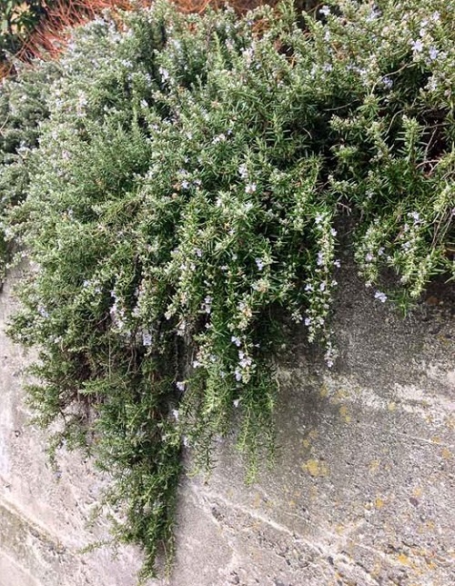 Best Creeping Rosemary Varieties 4