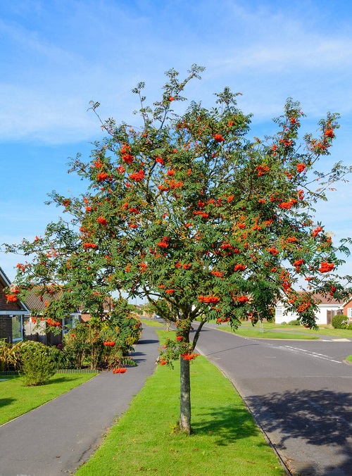 Trees with Red Berries 13