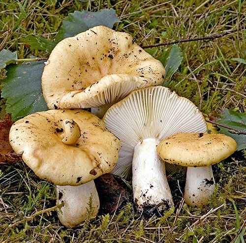 Common Mushroom Names 19