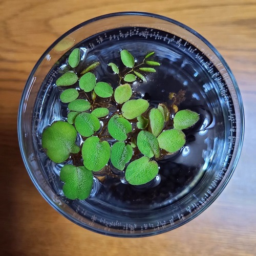 Plants that Look Like Lily Pads 2