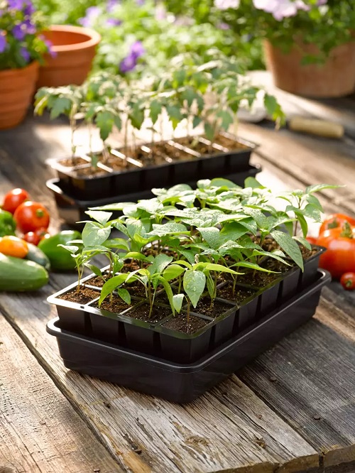 DIY Seed Trays and Pots Ideas 7