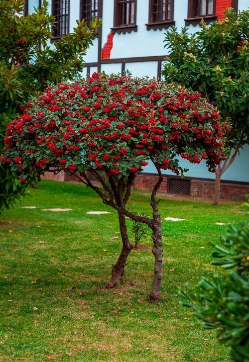 Trees with Red Berries 15