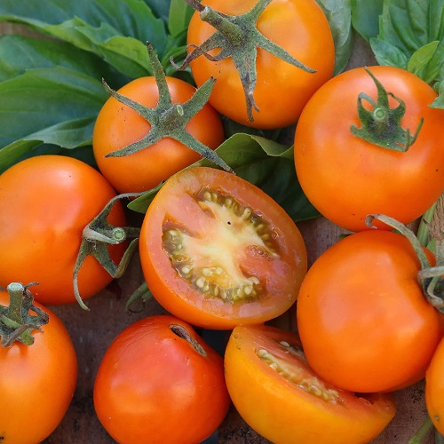 Tomatoes for Sauce 27