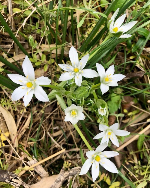 White Flowers with Yellow Center 7