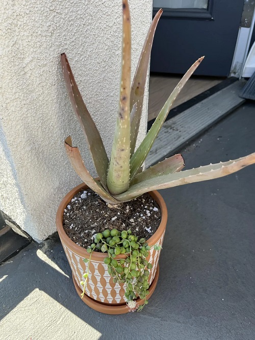 Aloe Plant Turning Brown 