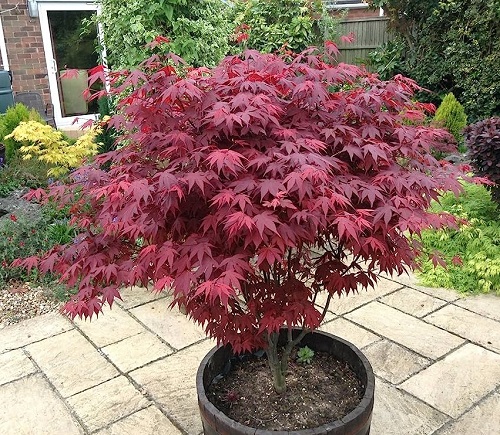 Tamukeyama Japanese Maple 2