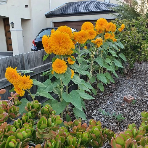 Teddy Bear Sunflowers 3