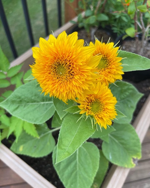 Teddy Bear Sunflowers 1