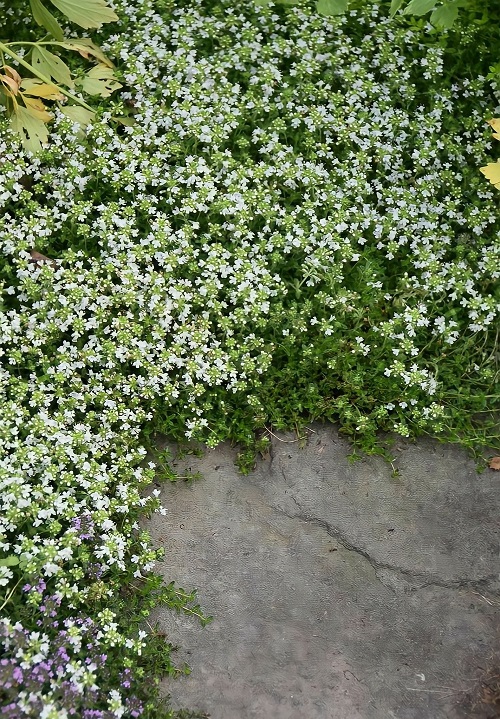 Ground Covers with White Flowers 9