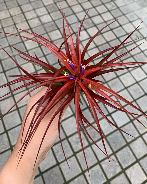 Air Plants that Flower 9