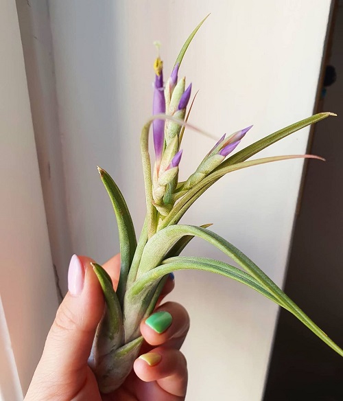 Air Plants that Flower 8