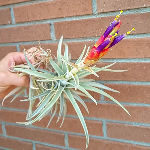 Air Plants that Flower 5