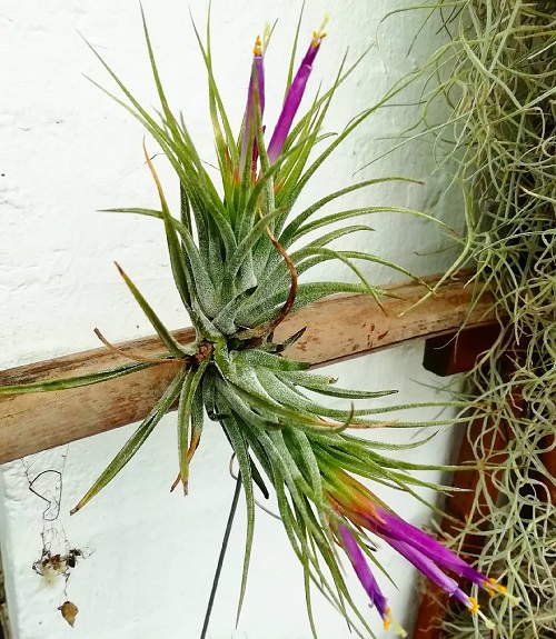 Air Plants that Flower 7