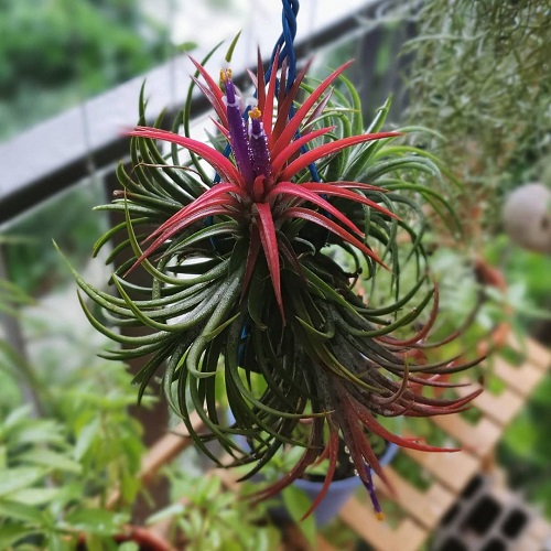 Air Plants that Flower 6