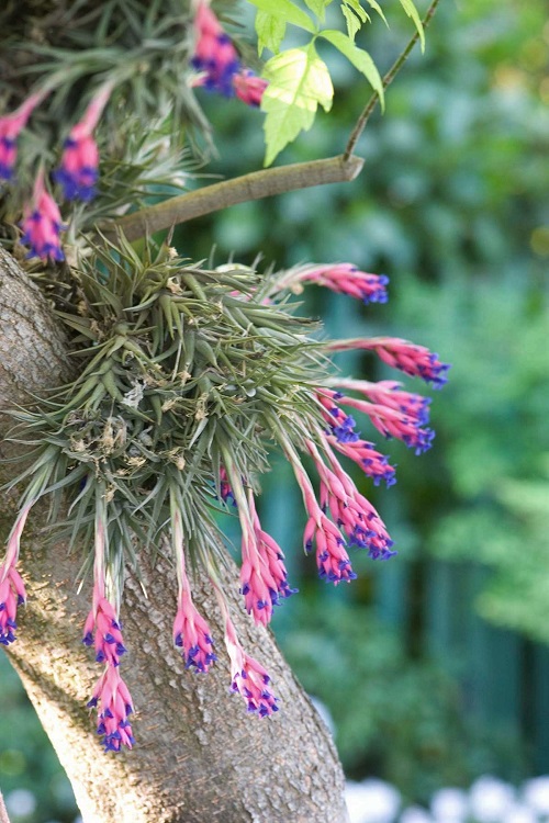 Air Plants that Flower 2