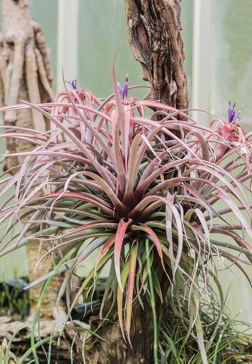 Air Plants that Flower 3