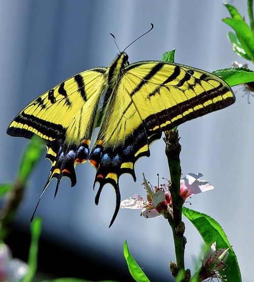 Swallowtail Butterfly Types 5