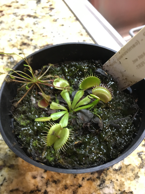 Venus Flytrap Turning Black - 10 Reasons and Solutions 2