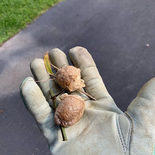 Praying Mantis Egg Sac 2