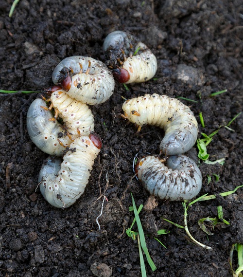 Tiny White Bugs on Plants that Look like Dust 14