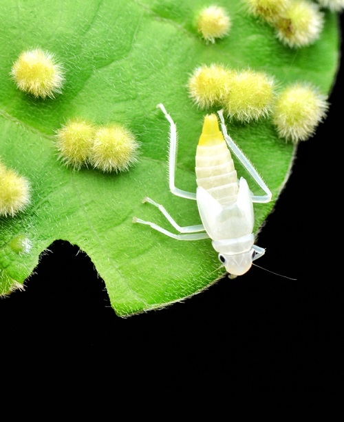 Tiny White Bugs on Plants that Look like Dust 15